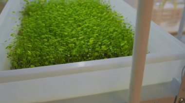 Taze mikroyeşillikleri kapatın. Marul salatası yetiştiriyorum. Taze saksı. Beslenme organik ham büyüme.