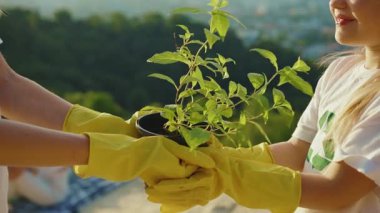 Arka planda genç ağaç manzarasını tutan elleri kapatın. Toprak, tarım, doğa, ekoloji, insan, yavaş çekim.