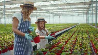 Mutlu genç kız, annesinin seraya çiçek dikmesine yardım ediyor. Yazın yeşil ailede. Kız, kız, çocuk, doğa, çocukluk, yavaş çekim.