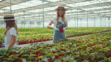 Güneşli bir günde genç bir kız annesine yardım ediyor yaz yeşili ailesinde serada birlikte çiçek dikiyor kız çocuk annesi, doğa anası çocukluk dönemi ağır çekim.