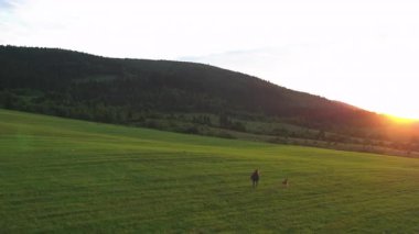 Tepelerde koşan ve sevimli köpekle oynayan heyecanlı genç bir kadının havadan çekilmiş fotoğrafı. Muhteşem doğaya insansız uçak uçuşu. Kırsal kesimde. Yaz tatili.