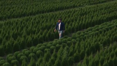 Yeşil köknar ağacı fidanlığında yürüyen yakışıklı turistin hava görüntüsü. Yeşil kırsal alanda yeşil ağaçlarla yürüyen çiftçi. Yeniden ağaçlandırma. Çiftçilik.