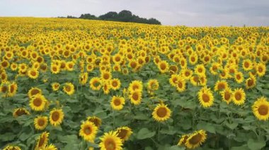 Gündüz vakti açan ayçiçeği tarlasında havadan çekim. Tarım tarlaları üzerinde beyaz bulutlu gökyüzü manzarası. Ayçiçekleri. Manzara.