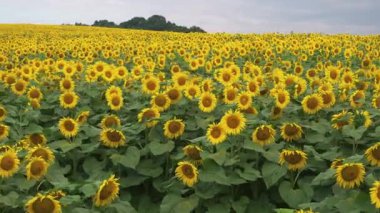 Güzel altın kırsal arazinin muhteşem manzarası, çiçek açan sarı ayçiçekleri. Doğal çiftlik çayırı. Tarım kavramı.