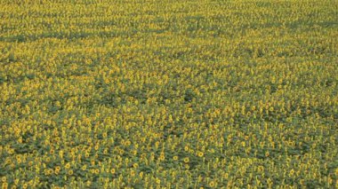 Sonsuz resimli sarı çiçek fidanlığının en üst manzarası. Çiçeklerin açtığı kırsal alan çok güzel. Doğal, ekoloji ve çevre kavramı.