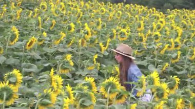 Genç ve çekici bir kız çiftlikte altın ayçiçeği topluyor. Erkek arkadaşı kadını boynunda tutuyor, birlikte çiçek tarlalarında yürüyor..
