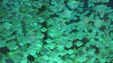 Kocaman bir akvaryumda yüzen renkli yeşil camlı balıkların güzel bir sahnesi. Renkli tropikal balıklar. Deniz dünyası. Oceanarium.