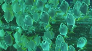 Okyanusta birlikte yüzen bir sürü güzel küçük cam balık var. Resif sualtı hayvanları ve türleri. Akvaryum sahnesi.