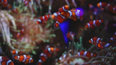 Güzel tropikal resif balıklarının yüzdüğü sualtı manzarası. Mercan deniz şakayıklarında egzotik kırmızı palyaçolar. Mercan bahçesi. Oceanarium. Yakın çekim..
