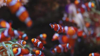 Deniz şakayığında yüzen güzel renkli sualtı palyaço balıklarının yakın çekim sahnesi. Akvaryumdaki resif mercan kırmızı balıkları. Deniz dünyası. Oceanarium.