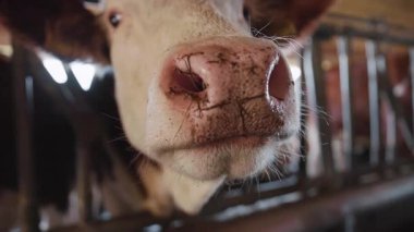 Modern süt çiftliğinde güzel, meraklı ineklerin yakın çekim görüntüleri. Kahverengi ve beyaz pençe görüntüleri sabit. Çiftçilik ve tarım kavramı. Kırsal, depolama, sıra, mandıra, tarım arazisi, tesis