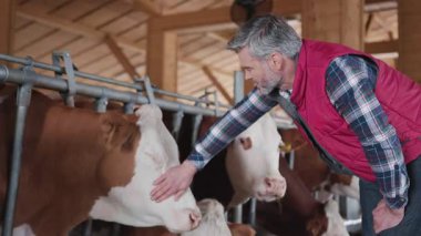 Çiftlikte inekleri okşarken çiftçiyi vurmak. İçerideki çiftlikte ineklere bakan orta yaşlı sakallı bir adam. 50 'ler, hayvan hakları, kırsal, çiftlik, çiftlik, sığır, bakım, sanayi, süt ürünleri, memeli