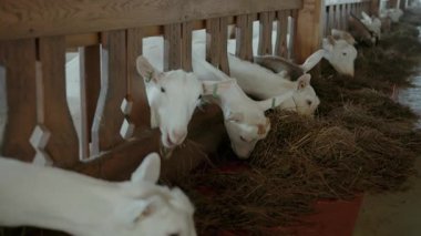 Çiftlikte saman yiyen beyaz keçiler. Hayvanat bahçesinde beslenen hayvanlar. Süt üretimi.