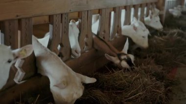 Çiftlikte saman yiyen beyaz keçiler. Hayvanat bahçesinde beslenen hayvanlar. Süt üretimi.