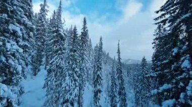 Beyaz kış ormanlarında FPV uçuşu. Karlı dağların, köknar ağaçlarının ve mavi gökyüzünün muhteşem manzarası. İlham. Seyahat hedefi.