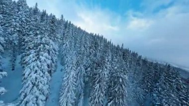 Beyaz manzaranın sinematik klipsi. Güzel kar ağaçları olan donmuş karlı bir vadi. Dağ görüntüleri. Soğuk mevsim. İlham verici kış.
