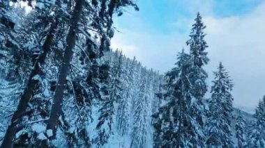 Beyaz sinematik kış manzarasının manevra kabiliyetli FPV drone görüntüleri. Dağ vadisindeki donmuş Noel ağaçlarını kar kapladı. Manzara. İlham.