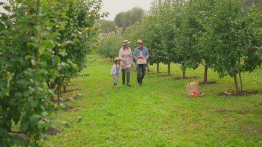 Bahçede yürüyen kırmızı elmalarla şapka toplama sepetinde duran sevimli torunu ile sevimli büyükannesi ve büyükbabası. Çocukluk, yemek, köy. Gün ışığında. Yavaş çekim