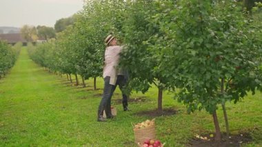 Bahçeden elma toplayan bir çiftin portresi. Elma sepeti. Yemek, köy. Sağlık, büyüme, bitki, çiftçi. Gün ışığında. Yavaş çekim