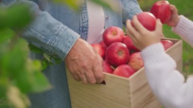 Kapalı çiftçi elleri olgun kırmızı elmalarla dolu büyük bir sepeti tutuyor. Küçük kız bahçede elma alıyor. Köy, tarım, vitaminler. Kapatın. Yavaş çekim