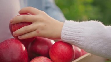 Çiftçi ellerini kapat ve olgun kırmızı elma dolu büyük bir sepeti tut. Küçük kız elmaları kutuya koy. Köy, tarım, vitaminler, bahçe. Yavaş çekim