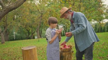 Bahçede şapka hasadı yapan beyaz saçlı, yaşlı, beyaz bir adam ve torunu var. Yaşlı çiftçinin meyve bahçesindeki çocuğa bulanık arka planda elma göstermesi. Sonbahar, açık hava, eko.