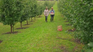 Büyükbaba ve büyükbabanın yeşil ağaçlarla dolu güzel elma bahçesinde yürüdükleri görüntüler. Torunlar hasat elmalarıyla büyükanne ve büyükbaba için koşuyor. Çiftlikte elma dolu sepeti tutan yaşlı adam. Açık havada.