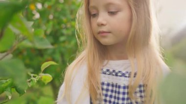 Sonbaharda çiftlikte elma toplayan dişi çocuk. Elma ağacı bahçesindeki küçük beyaz bir kızın görüntüsü. Sarı saçlı çocuk sonbahar hasadında meyve topluyor. Açık havada. Sağlıklı beslenme. Kırsal, organik.