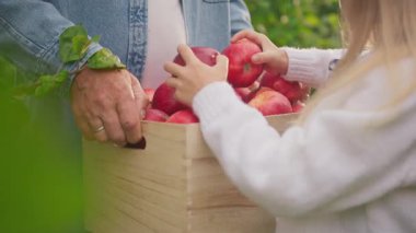 Erkek bahçıvanın ellerinin yakın çekim görüntüleri. Bahçede elma toplayan sarışın küçük bir kızın görüntüsü. Torunum, yaz tatilinde büyükbabamın bahçede hasat yapmasına yardım ediyor. Doğa. Açık havada..