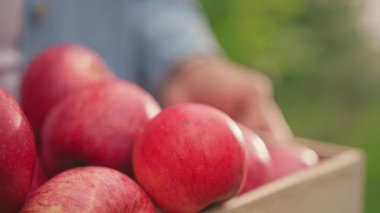 Kırmızı elmalı ahşap kutunun yakın çekim görüntüleri. Elma toplayan küçük beyaz kadın elleri. Mavi kot etekli adam. Hasat. Bahçedeki organik meyveler.