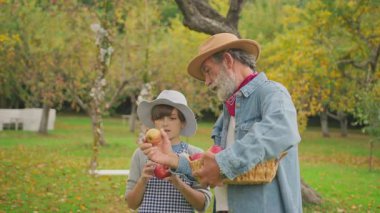 Dedem ve torunum sonbahar bahçesinde. Şapkalı çocuğa elma çeşitlerini gösteren yaşlı bir adam genç kuşağa çiftçilik öğretiyor. Çocuk tatilde, köyde vakit geçiriyor..