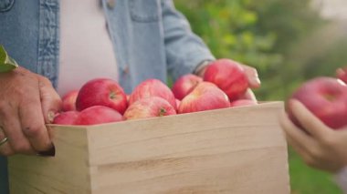 Kıdemli çiftçinin elleri, olgun kırmızı elmalarla dolu tahta bir kutu tutuyor. Sonbaharda bahçede meyve topluyorum. Organik çiftlikten elma. Reklam şablonu. Yakın plan. Torunum bahçedeki hasada yardım ediyor..