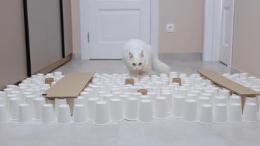 Dairenin koridorunda kağıt bardak kuleleri var. Zorluklar için güçlü yapı kavramı. Kağıt bardakların arasında yürüyen güzel beyaz İran kedisi. Yarışmadan önce evcil hayvanları eğitmek. Karantina sırasında eğlence. Yaratıcı kavram.