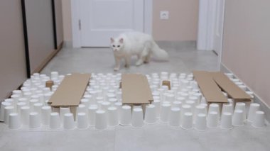 Düz koridorda kağıt bardakların üzerinden atlayan sevimli beyaz İran kedisinin görüntüsü. Yarışmaya hazırlanan eğitimli bir evcil hayvanın vurulması. Sirk yetenekleri. Ev, geri dönüşüm kavramı