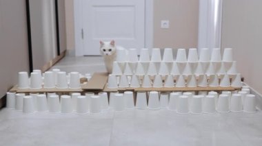 Beyaz, oldukça eğitimli İran kedisi beyaz bardakların üzerinden atlıyor. Yarışmadan önce evcil hayvan görüntüsü. Modern apartmanın zemininde kule var. İçeride. Başarılı oldu. Desen, kavram, soyut. Hiç kimse. Ev