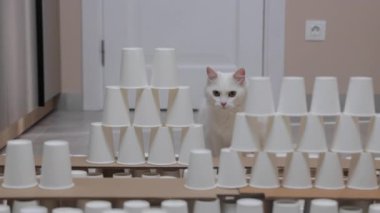 Eğitimli beyaz kedinin beyaz kahve fincanlarından oluşan kule piramidinin üzerinden atlarken çekilmiş yakın çekim görüntüleri. İnşa ve yıkım. Evcil bir hayvanın vurulması. Sirk yetenekleri.