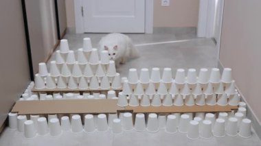 Beyaz, eğitimli güzel bir kedinin beyaz kağıt kahve fincanlarından piramidin üzerinden atlaması. Bina yıkılıyor. Kediyi yarışmaya hazırlıyorum. Karantina sırasında eğlence. Soyut fikir, oyun konsepti.