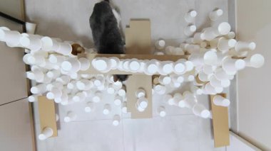 Yukarıdan bak. Dairenin koridorundaki kağıt bardak kulelerinin görüntüleri. Zorluklar için güçlü yapı kavramı. Kağıt bardakların arasından geçen güzel bir kedi. Yarışmadan önce evcil hayvan. Karantina sırasında eğlence.