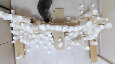 Yukarıdan bir görüntü. Dairenin koridorunda beyaz bardaklardan yapılmış güzel ve komik bir kedinin binaya tırmanması. Kedi yarışmasında kedi yarışmasına hazırlanıyor. Yetenekler, evcil hayvan engelleri.