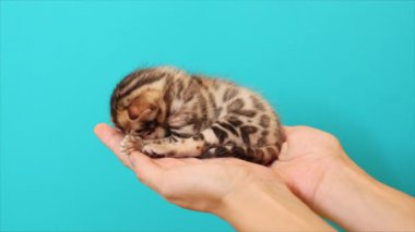 Beyaz kadın ellerinin turkuaz arka planda izole edilmiş sevimli oyuncak kedi yavrusunu tutarken çekilmiş yakın çekim görüntüleri. Küçük sevimli bir evcil hayvana ateş etmek. Yetiş. Stüdyo, hayvan konsepti. Güzel kedi. Yüzü yok