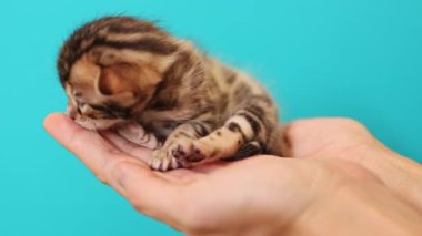 Yeni doğmuş. Beyaz kadın elleri ve oyuncakçı cins oyuncaklar. Turkuaz arka planda izole edilmiş kedi yavrusu tutan kişi. Stüdyoda yakın çekim. Hayvan konsepti.