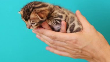 Turkuaz arka planda izole edilmiş dişi ellerdeki oyuncak kedi yavrusu. Küçük sevimli kedisi olan birinin görüntüsü. Dikkat konsepti, kedi şovu. Yakın çekim görüntüsü. Stüdyo çekimi. Parlak renk