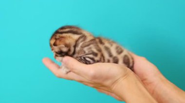 Yeni doğmuş evcil hayvanın yakın çekimi. Sahibinin elleri kedi yavrusunu tutuyor. Turkuaz arka planda güzel bir oyuncak kedisi olan beyaz bir kadın. Parlak renk. Evcil hayvan bakımı kavramı