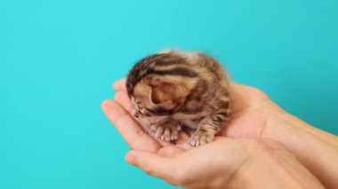 Avuçlarında kedi yavrusu olan avuçlar. Beyaz kadın ellerinin, turkuaz arka planda izole edilmiş sevimli oyuncak kedi yavrusunu tutarken yakın plan çekimleri. Güzel küçük bir hayvanın görüntüsü. Yetiş. Stüdyo, hayvan konsepti. Parlak renk, fikir