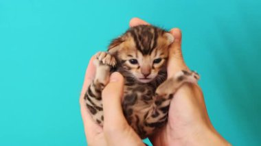 Miyavlamada. Kedi yavrusunu okşayan kadın. Beyaz kadın eli oyuncakla vurularak öldürülmüş. Yetiş. Turkuaz arka planda küçük sevimli bir kediyi tutan kadın. Stüdyo.