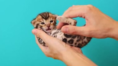 Miyavlamada. Beyaz kadın ellerinin pembe arka planda izole edilmiş sevimli oyuncak kedi yavrusunu tutarken yakın çekimler. Küçük sevimli bir evcil hayvana ateş etmek. Yetiş. Stüdyo, hayvan konsepti. Yüzü yok