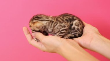 Yeni doğan bebeğin stüdyosundaki yakın çekim görüntüleri. Beyaz kadın elleri ve oyuncakçı cins oyuncaklar, pembe arka planda izole bir kedi yavrusu tutan insanlar. Hayvan konsepti.