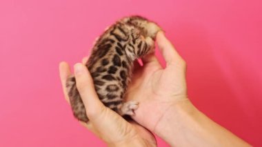 Pembe arka planda izole edilmiş dişi ellerdeki yavru kedi görüntüsü. Küçük sevimli kedisi olan bir kadının görüntüsü. Dikkat konsepti, kedi şovu. Yakın çekim görüntüsü. Stüdyo çekimi. Parlak renk