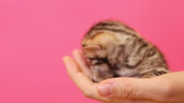Pembe arka planda sevimli bir kaplan kedi. Şirin kedi yavrusu. Beyaz kadın ellerinin sevimli oyuncak kedi yavrusunu tutarken yakın plan çekimleri. Küçük sevimli bir hayvanın görüntüsü. Yetiş. Stüdyo, hayvan konsepti. Parlak renk, fikir