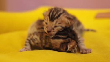 Henüz gözlerini açmamış iki sevimli kedi yavrusu. Yeni doğan, kabarık, doğal, şekerleme, hayvan.